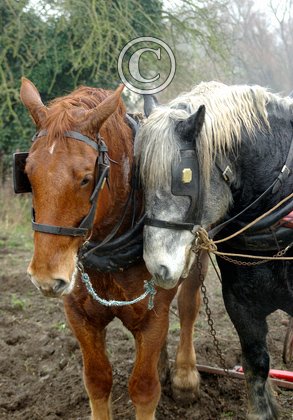 Perceron and Suffolk Punch Heavy Horses DM1202